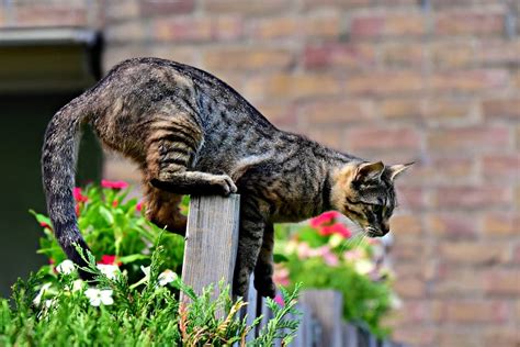 queue du chat qui tremble|Chat qui tremble : dois.